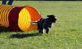 Agility nybörjarkurs i höst