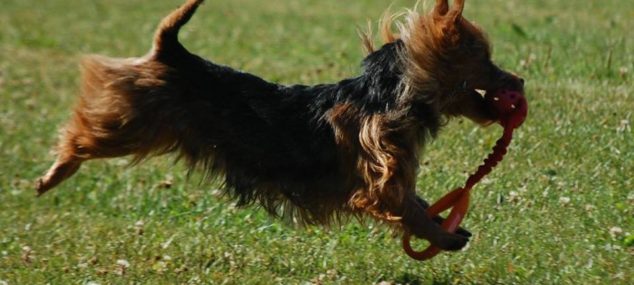 Har du en slyngel till hund kan du hjälpa oss