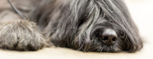 Läs mer om artikeln Okänd sjukdom drabbar hundar i Norge