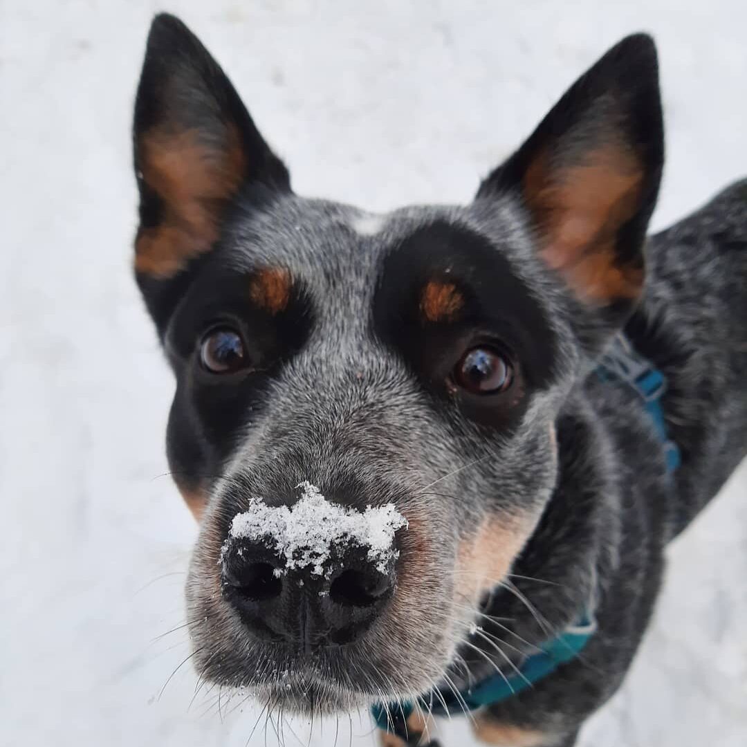 Du visar för närvarande Måndagspromenad 21 feb