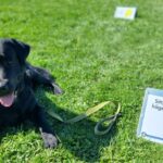 hund rallylydnadsskylt