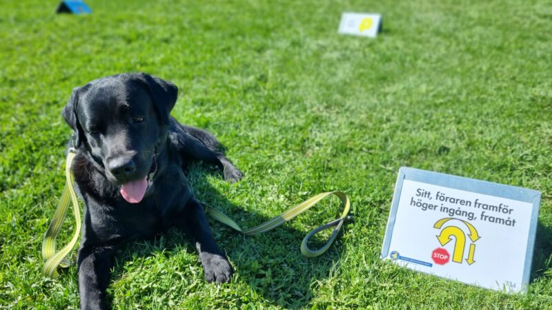 hund rallylydnadsskylt